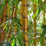 Bambusse zu Hause - eine Deko, die mit jedem Hausstil in Einklang steht?