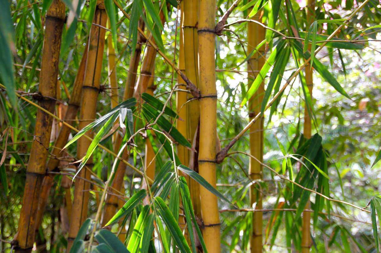 Wie schaut Bambus aus