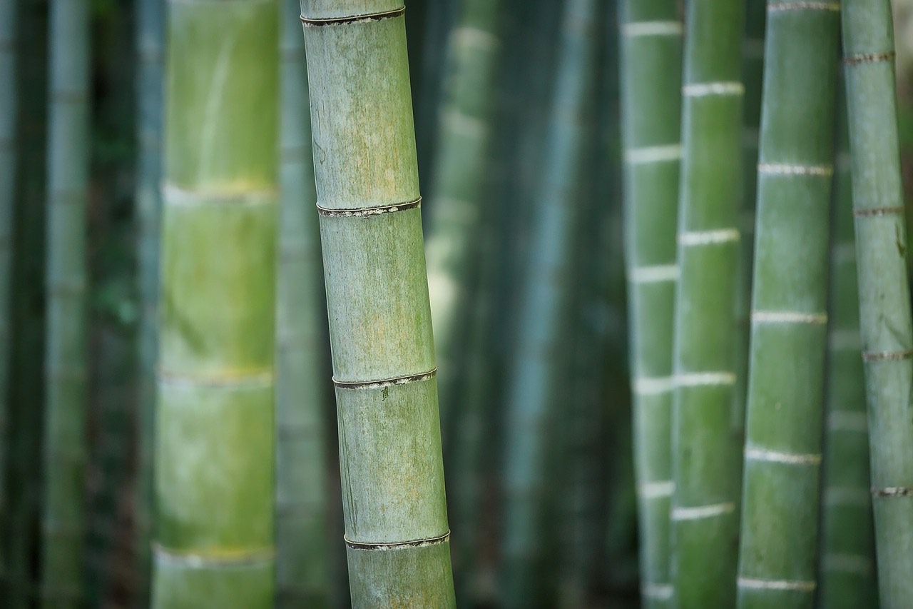 Bambusse haben spezifische Halme